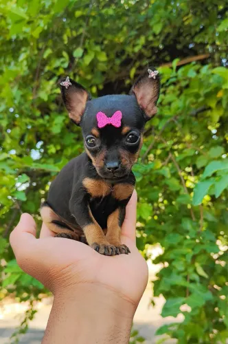 Pinsher com 65 dias preto vacinado 