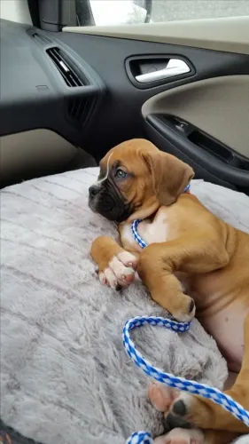 Boxer Companhia que traz conforto constante