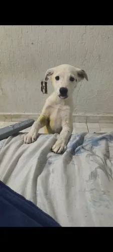 Doação fêmea 