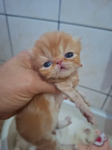 Vende-se filhote de gato persa macho 