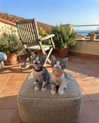 Doação de gatinho Responsável