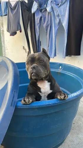 AMERICAN BULLY (POCKET) 1 Ano