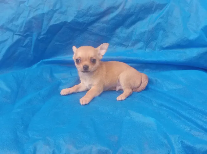 Chihuahuas um casal pronta entrega, vacinados, vermifugados e atestado de saúde