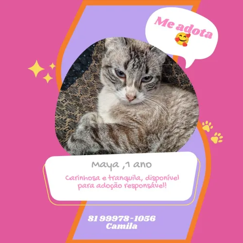 Doação de gata castrada