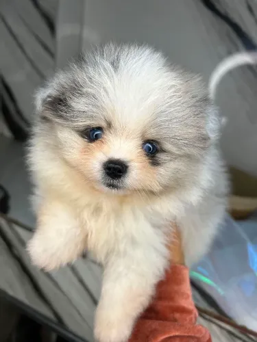 Lulu da Pomerânia merle 
