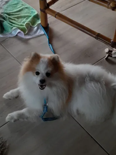 Spitz alemão lindo