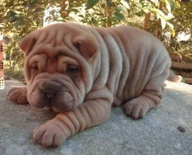 Sharpei última Fêmea promoção 