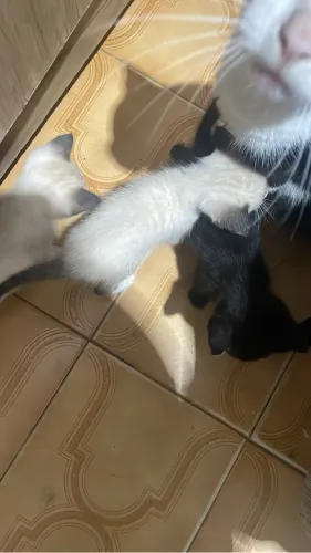 Filhotes de gatinhos
