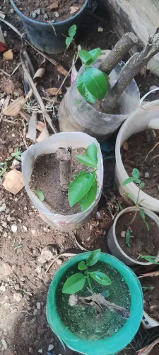 Muda limão taiti