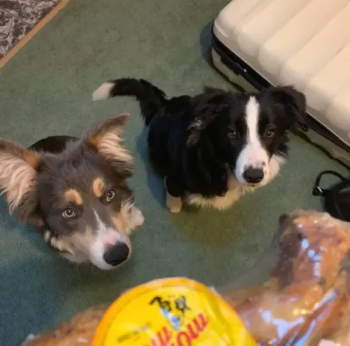 Filhotes de Border Collie | Peludinhos irresistíveis!