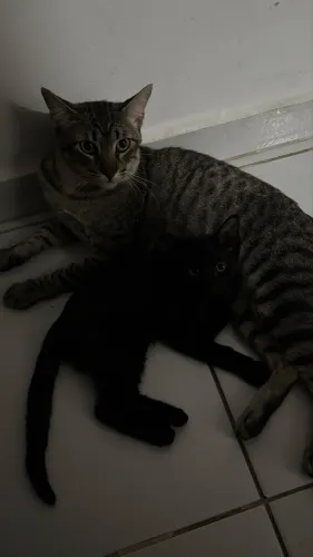 Gata pretinha filhote