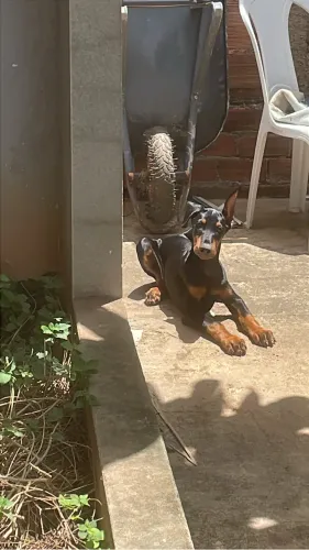 Cachorro Dorbeman