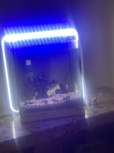 Aquário marinho 
