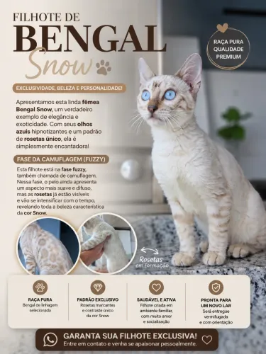 Snow bengal fêmea