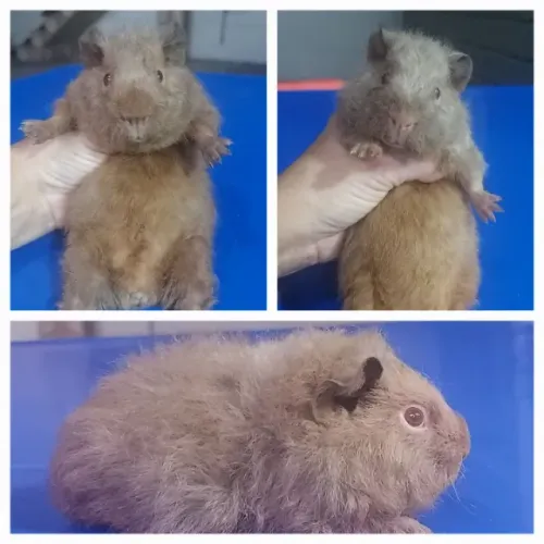 Porquinho-da-índia Pelagem Rex