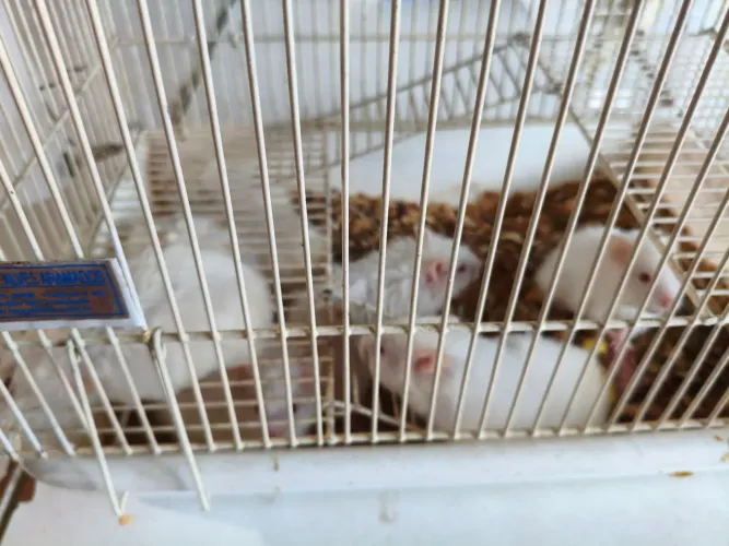 Hamster