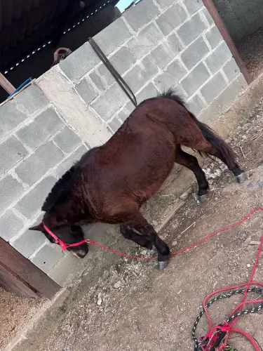 Vendo pônei 