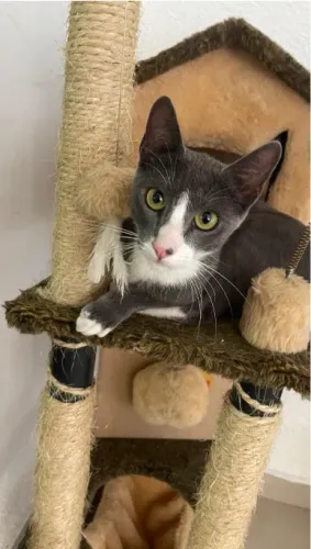 PROCURA-SE ESTE GATINHO!