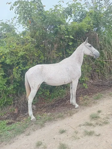 Vende-se e troca-se egua manga larga natural de marcha picada