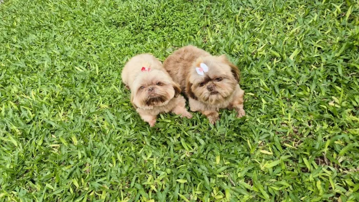 Shih tzu doa se