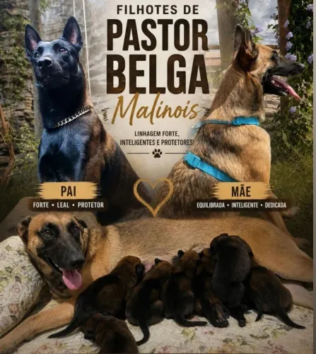 Filhotes de pastor belga malinois 