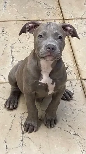 Filhotes pitbull