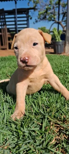 Filhote de pitbull, fêmea