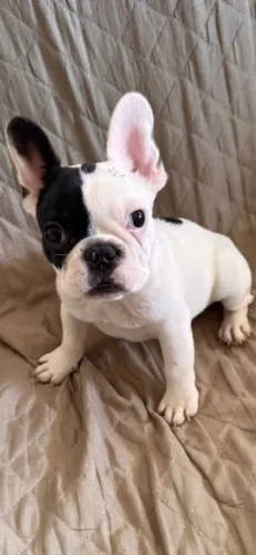 Filhote de buldogue francês macho