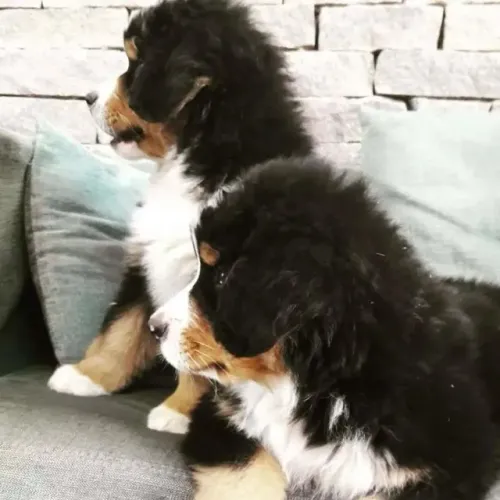 Filhotes de Bernese | Um companheiro para momentos inesquecíveis!