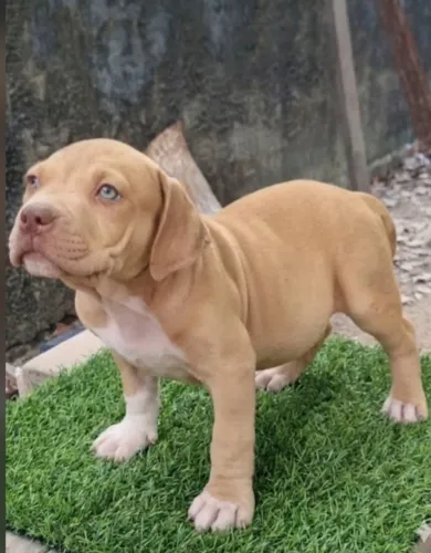 Pit monster (brazilian bull)