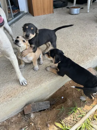 Dobradinha de amor: 2 fêmeas vira-latas de 2 meses buscam um lar (e já comem ração!)
