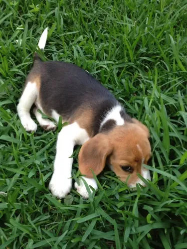 Beagle Um pet cheio de carinho procurando um lar especial
