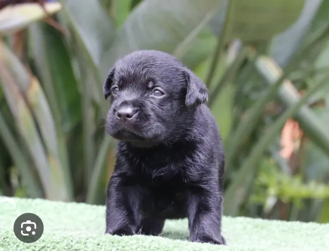 Vendo filhote de labrador