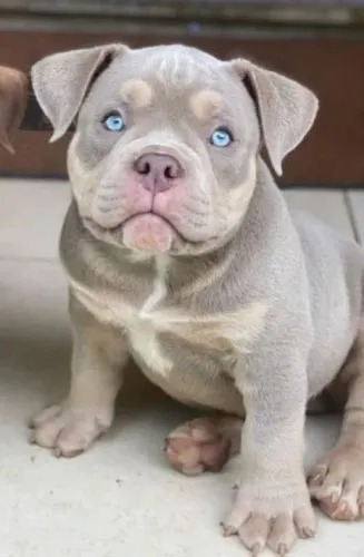 American bully a partir de 2499 na promoção imperdível !