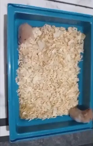 Hamister à Venda