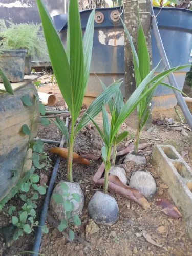 Mudas de coco anão