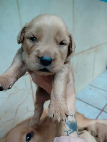 Golden Retriever 