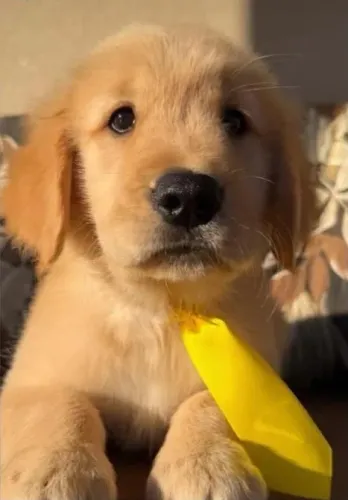Golden retriver 