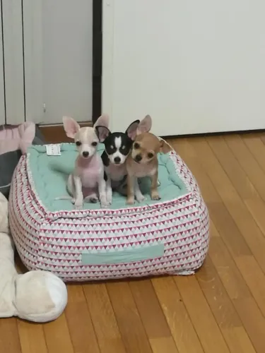 Chihuahua pequeno e encantador