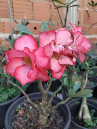 Rosa do deserto