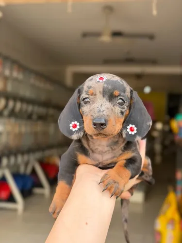 Dachshund fêmea arlequim prata Mofadinha