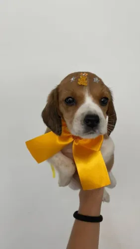 Filhote Beagle, Um rabinho abanando pode mudar sua vida para sempre!