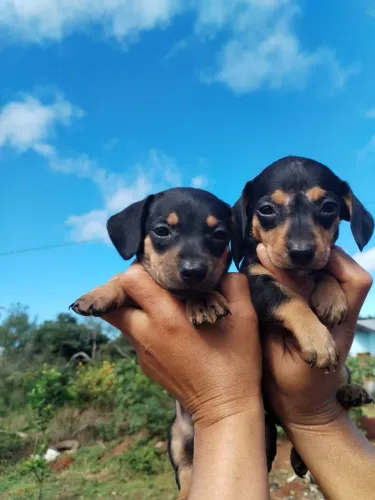 Dachshund teckel mini machinho 