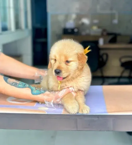 Golden Retriever: O Sorriso que Vai Mudar Sua Casa