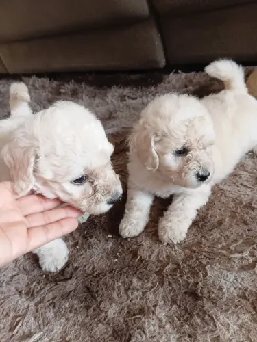 Cachorro poodle 600,00