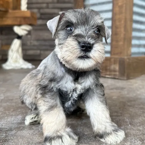 Schnauzer Miniatura | Ideal para você