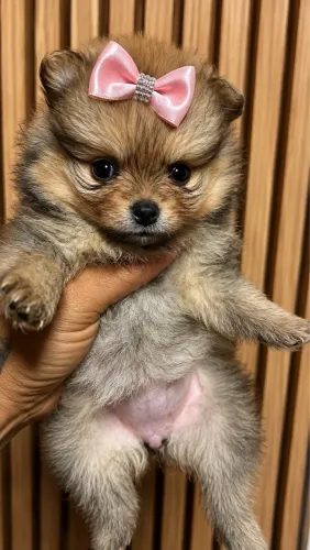Spitz alemão