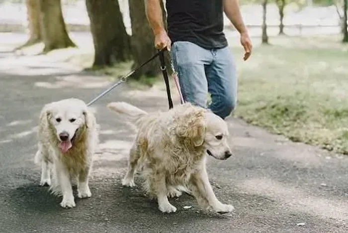 Passeio e adestramento de cachorros !