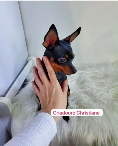 Pinscher macho para cruzamento