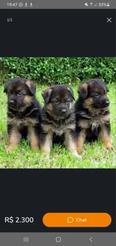 Pastor Alemão campeões linhagem rara